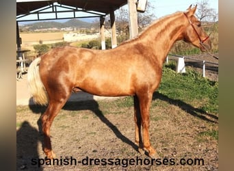 PRE Mix, Hengst, 3 Jaar, 152 cm, Palomino