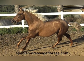 PRE Mix, Hengst, 3 Jaar, 152 cm, Palomino