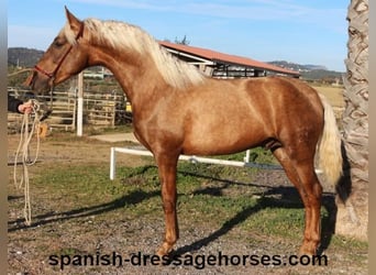 PRE Mix, Hengst, 3 Jaar, 152 cm, Palomino