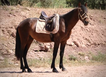 PRE Mix, Hengst, 3 Jaar, 153 cm, Donkerbruin