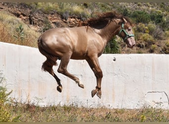 PRE, Hengst, 3 Jaar, 153 cm, Pearl