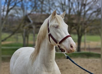 PRE Mix, Hengst, 3 Jaar, 153 cm, Perlino
