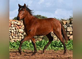 PRE, Hengst, 3 Jaar, 154 cm, Bruin