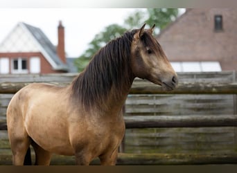 PRE, Hengst, 3 Jaar, 154 cm, Falbe