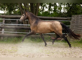 PRE, Hengst, 3 Jaar, 154 cm, Falbe