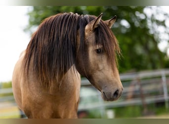 PRE, Hengst, 3 Jaar, 154 cm, Falbe