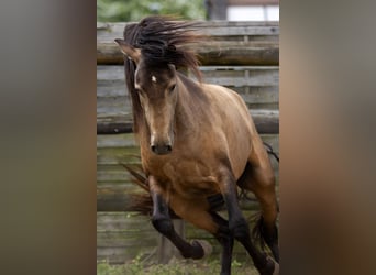 PRE, Hengst, 3 Jaar, 154 cm, Falbe