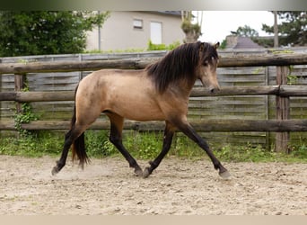 PRE, Hengst, 3 Jaar, 154 cm, Falbe