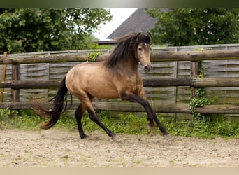 PRE, Hengst, 3 Jaar, 154 cm, Falbe