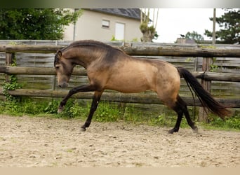 PRE, Hengst, 3 Jaar, 154 cm, Falbe