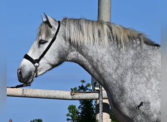 PRE, Hengst, 3 Jaar, 154 cm, Schimmel