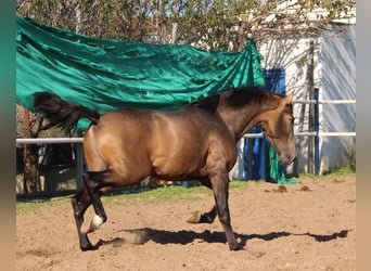 PRE, Hengst, 3 Jaar, 155 cm, Buckskin