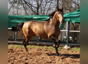 PRE, Hengst, 3 Jaar, 155 cm, Buckskin