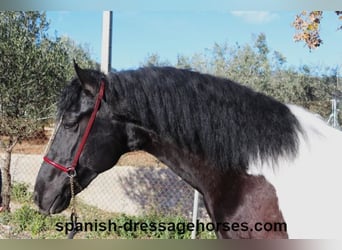 PRE Mix, Hengst, 3 Jaar, 155 cm, Gevlekt-paard