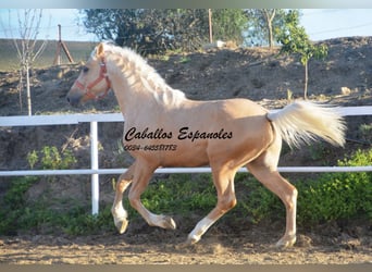 PRE Mix, Hengst, 3 Jaar, 155 cm, Palomino