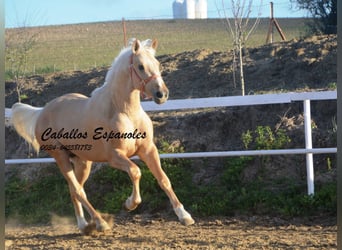 PRE Mix, Hengst, 3 Jaar, 155 cm, Palomino