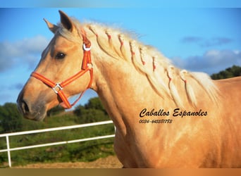 PRE Mix, Hengst, 3 Jaar, 155 cm, Palomino