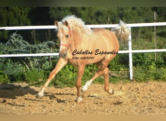 PRE Mix, Hengst, 3 Jaar, 155 cm, Palomino