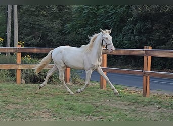 PRE Mix, Hengst, 3 Jaar, 155 cm, Perlino