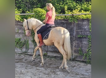 PRE Mix, Hengst, 3 Jaar, 155 cm, Perlino