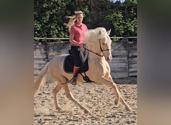 PRE Mix, Hengst, 3 Jaar, 155 cm, Perlino