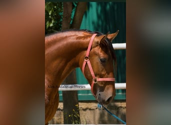 PRE Mix, Hengst, 3 Jaar, 156 cm, Bruin
