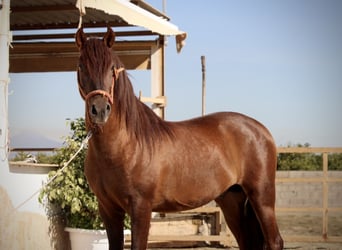 PRE Mix, Hengst, 3 Jaar, 156 cm, Donkere-vos
