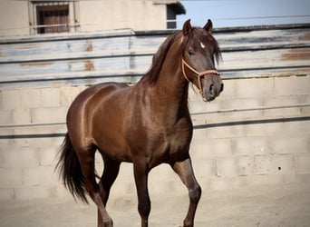 PRE Mix, Hengst, 3 Jaar, 156 cm, Donkere-vos