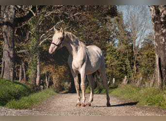 PRE, Hengst, 3 Jaar, 156 cm, Perlino