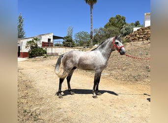 PRE Mix, Hengst, 3 Jaar, 156 cm, Schimmel