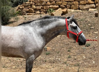 PRE Mix, Hengst, 3 Jaar, 156 cm, Schimmel