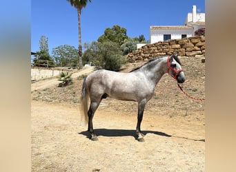 PRE Mix, Hengst, 3 Jaar, 156 cm, Schimmel