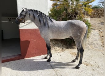 PRE Mix, Hengst, 3 Jaar, 156 cm, Schimmel