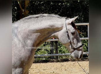 PRE Mix, Hengst, 3 Jaar, 156 cm, Schimmel