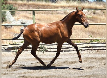 PRE Mix, Hengst, 3 Jaar, 156 cm, Vos