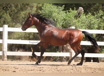 PRE Mix, Hengst, 3 Jaar, 157 cm, Bruin