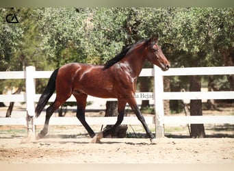 PRE Mix, Hengst, 3 Jaar, 157 cm, Bruin