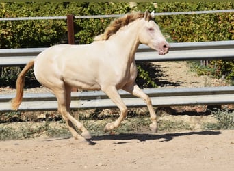 PRE Mix, Hengst, 3 Jaar, 157 cm, Pearl