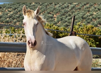 PRE Mix, Hengst, 3 Jaar, 157 cm, Pearl