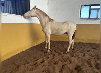 PRE, Hengst, 3 Jaar, 157 cm, Perlino