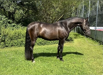 PRE, Hengst, 3 Jaar, 157 cm, Zwart