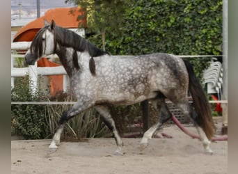 PRE Mix, Hengst, 3 Jaar, 158 cm