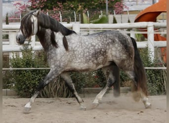 PRE Mix, Hengst, 3 Jaar, 158 cm