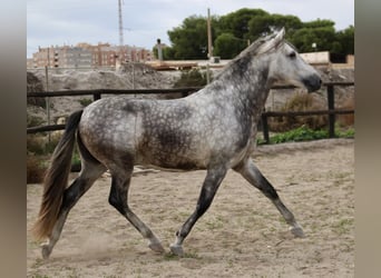 PRE Mix, Hengst, 3 Jaar, 158 cm