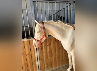 PRE Mix, Hengst, 3 Jaar, 158 cm, Cremello