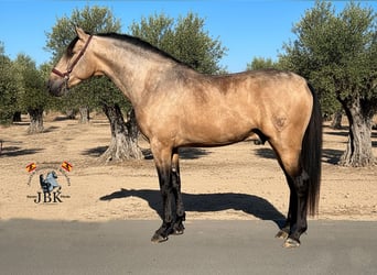 PRE Mix, Hengst, 3 Jaar, 158 cm, Falbe