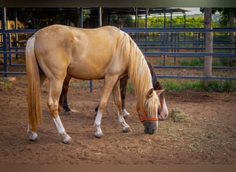 PRE, Hengst, 3 Jaar, 158 cm, Palomino
