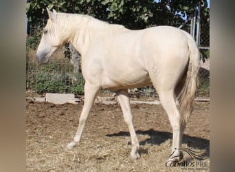 PRE, Hengst, 3 Jaar, 158 cm, Palomino