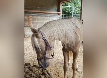PRE Mix, Hengst, 3 Jaar, 158 cm, Palomino