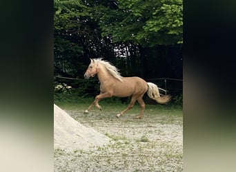 PRE Mix, Hengst, 3 Jaar, 158 cm, Palomino